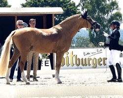Pferd Double Glow F.L. (Deutsches Reitpony, 2022)