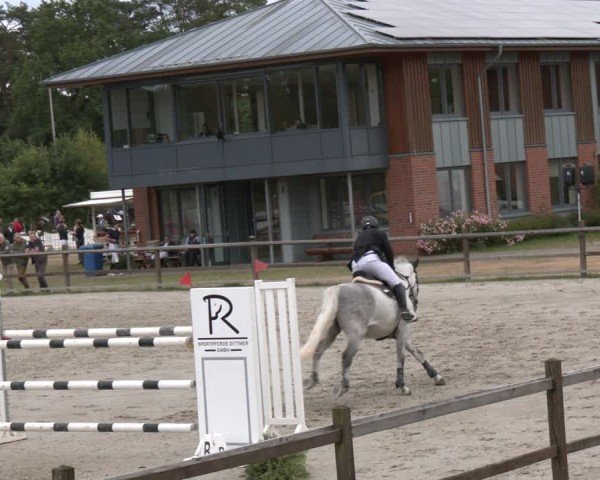 Reitturnier Westergellersen 2025
