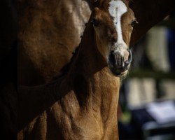 foal by Jeronimo (Holsteiner, 2025, from Jaguar van de Berghoeve)