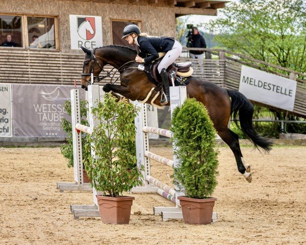 jumper Call me Crazy Daisy (Irish Sport Horse, 2017, from Sligo Candy Boy)