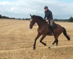 dressage horse Richmond 26 (Westphalian, 2003, from Roh Magic)