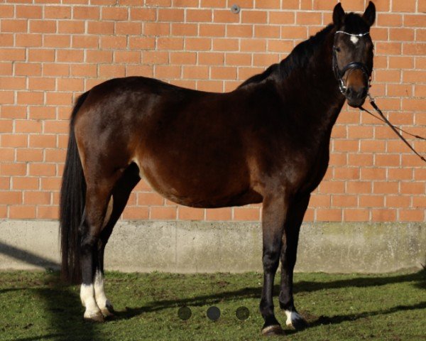 broodmare Leilani SKH (Holsteiner, 2018, from Cornet Obolensky)