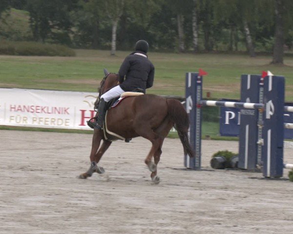 Reitturnier Westergellersen 2025