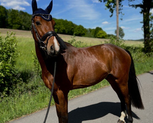 Pferd Canto Lano (Holsteiner, 2022, von Casalido)