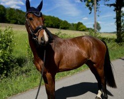 horse Canto Lano (Holsteiner, 2022, from Casalido)