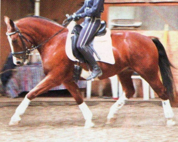 Dressurpferd Doline 6 (Freiberger, 2009, von Hiro CH)
