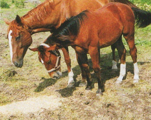 broodmare Fürstin (Rhinelander, 1997, from Frederiko)