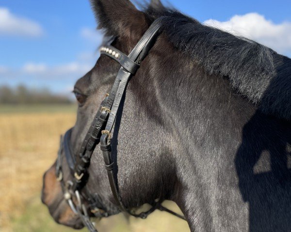 horse Django´s Candy (Oldenburg, 2015, from For Romance I)