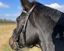 horse Django´s Candy (Oldenburg, 2015, from For Romance I)