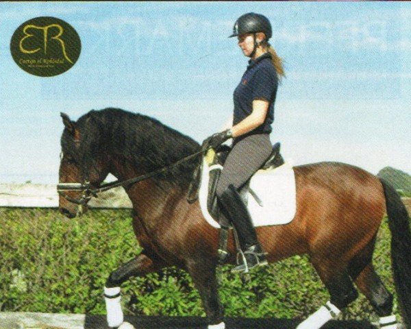 horse Rombo (Pura Raza Espanola (PRE), 2009, from Utrerano VII)