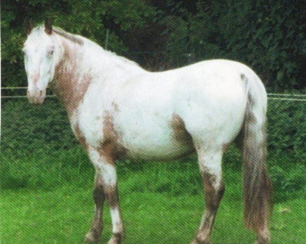 horse Tucker (Knabstrupper, 2004, from Thunderking of Mountain)