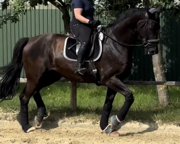 horse Bon Noir (Hanoverian, 2018, from Bon Coeur)