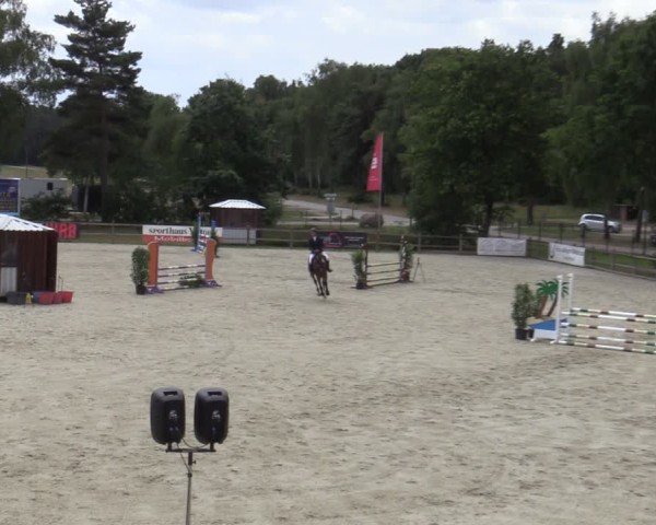 Reitturnier Westergellersen 2025