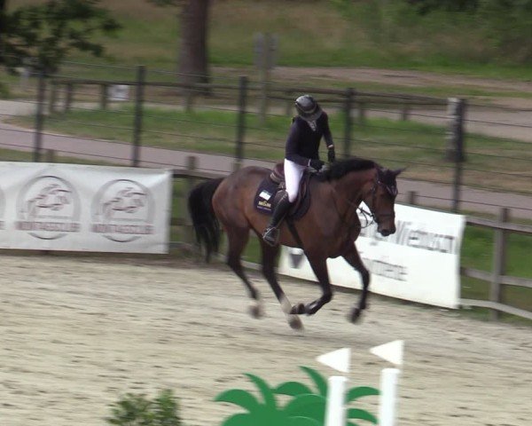 Reitturnier Westergellersen 2025