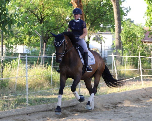 broodmare Kaiserin Sissy (Oldenburg, 2017, from DSP Marc Cain)