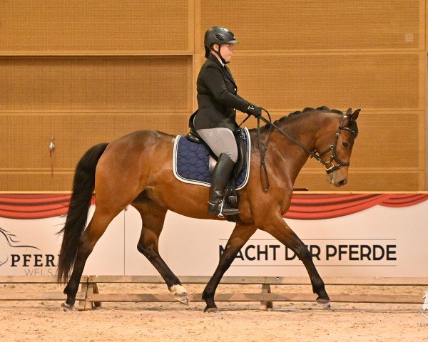 dressage horse Fadette du Soir (Trakehner, 2019, from Honoré du Soir)
