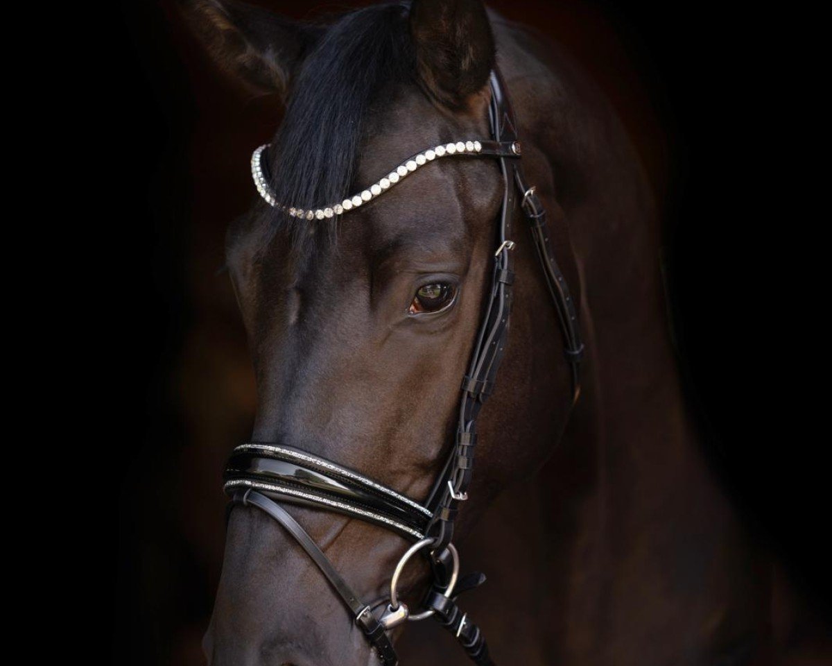 jumper Obi-Wan AI (Oldenburg show jumper, 2020, from Origi D'o)