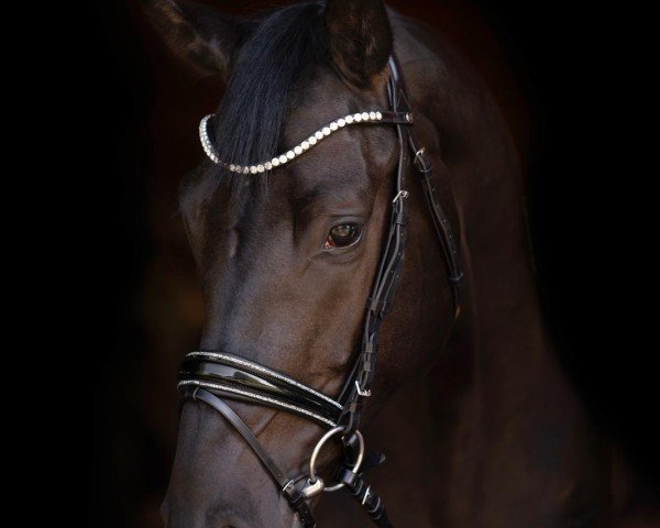 jumper Obi-Wan AI (Oldenburg show jumper, 2020, from Origi D'o)