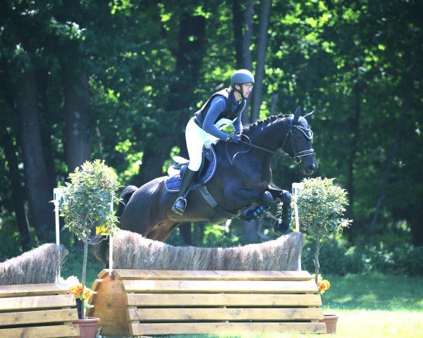 horse Florence Nightingale S (Trakehner, 2020, from Hirtentanz 2) horse Florence Nightingale S (Trakehner, 2020, from Hirtentanz 2)