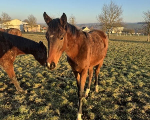 Pferd Stute von Esmeraldo / Clinton I (Holsteiner, 2024, von Esmeraldo FM)