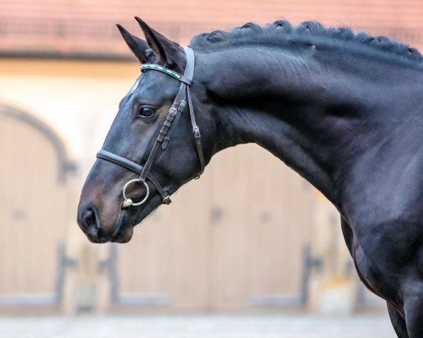 stallion Lombardo 56 (Sachs-door. Heavy Warmbl., 2017, from Lombard 195)