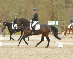 dressage horse Finest Diamond 5 (Oldenburg, 2016)