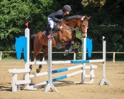 jumper Unesto (Mecklenburg, 2012, from Ubiko)