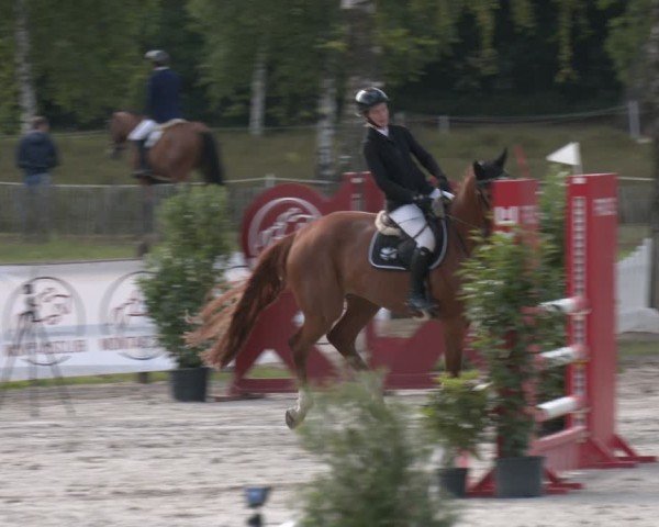 Reitturnier Westergellersen 2025