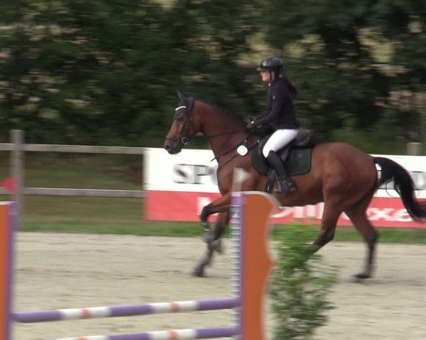 Reitturnier Westergellersen 2025