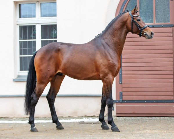 Deckhengst Lausitzer Junior II (Deutsches Sportpferd, 2018, von Lausitzer)