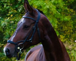 dressage horse Quintana 74 (German Sport Horse, 2013, from Quaterman I)