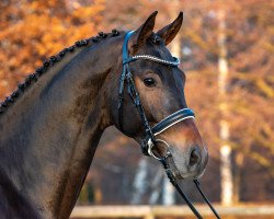 Deckhengst Indian Summer (Belgisches Warmblut, 2018, von Indian Rock)