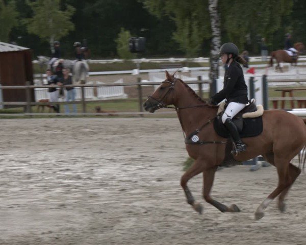 Reitturnier Westergellersen 2025
