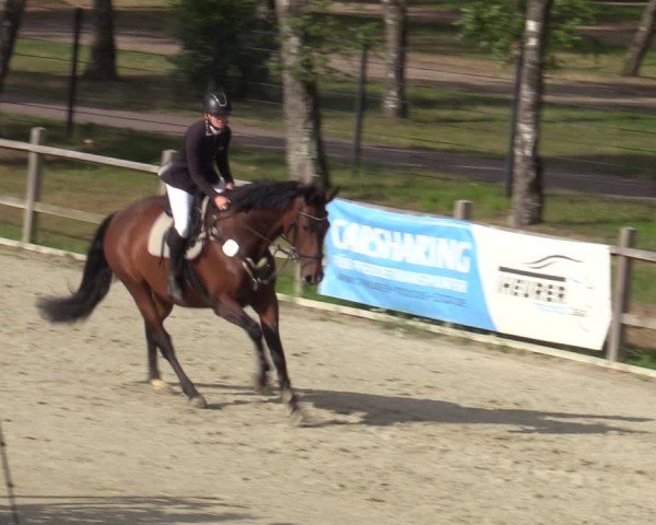 Reitturnier Westergellersen 2025