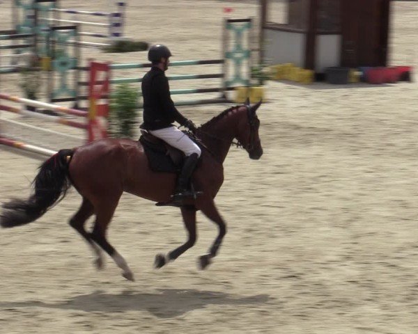 Reitturnier Westergellersen 2025