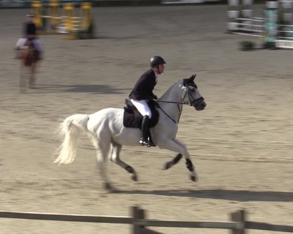 Reitturnier Westergellersen 2025
