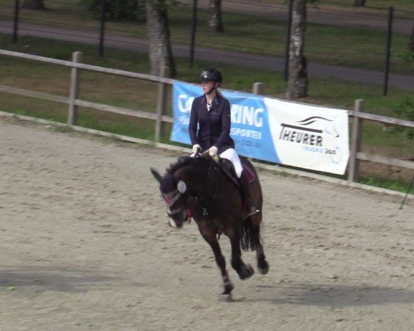 Reitturnier Westergellersen 2025
