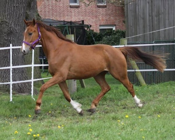 horse St. Louis (Hanoverian, 2011, from St. Moritz Junior)