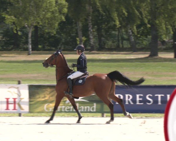 Reitturnier Westergellersen 2025