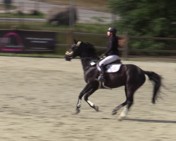 Reitturnier Westergellersen 2025