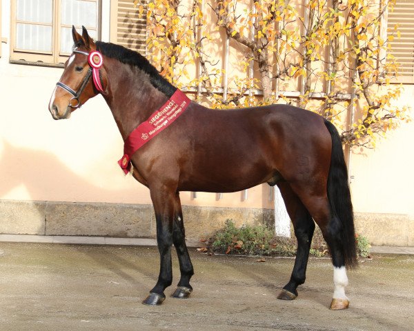 horse Elbfürst 4 (Sachs-door. Heavy Warmbl., 2017, from Elbcapitän)