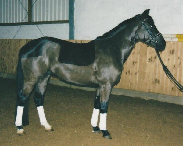 jumper Santino D (German Riding Pony, 1997, from Welcome Sympatico)