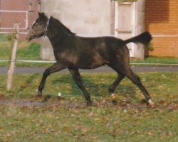 dressage horse Scapino (German Riding Pony, 1998, from Welcome Sympatico)