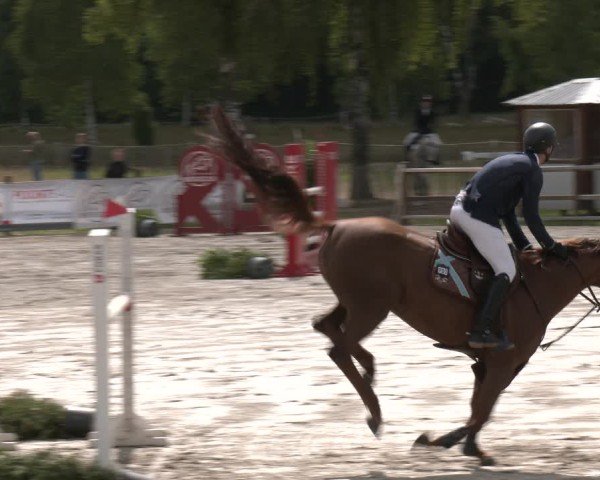 Reitturnier Westergellersen 2025