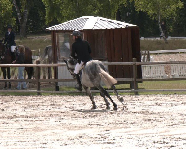 Reitturnier Westergellersen 2025