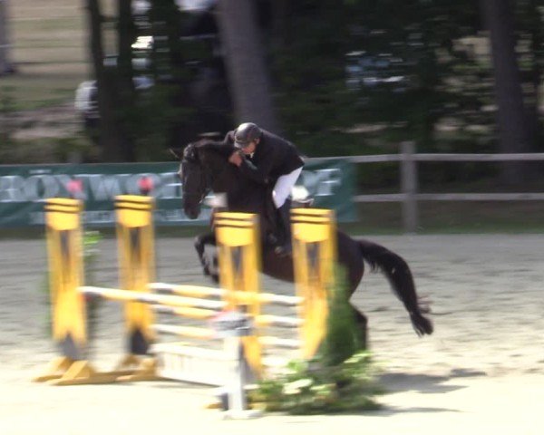 Reitturnier Westergellersen 2025