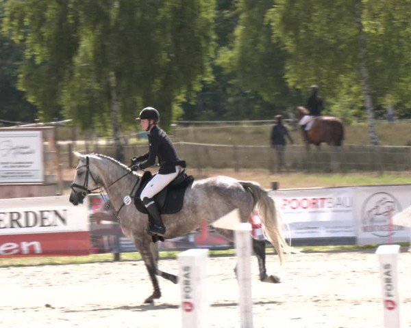 Reitturnier Westergellersen 2025
