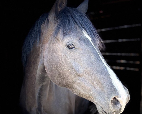 horse Blümchen (Hanoverian, 2016, from Weltjunge)