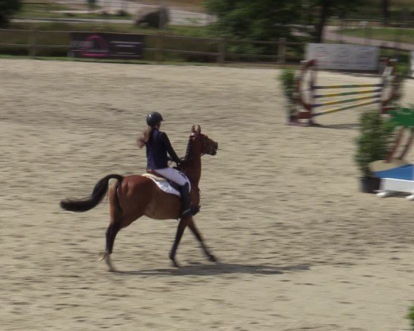 Reitturnier Westergellersen 2025