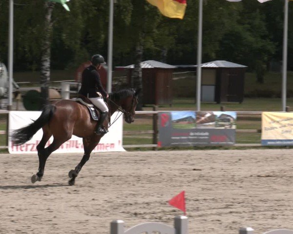 Reitturnier Westergellersen 2025